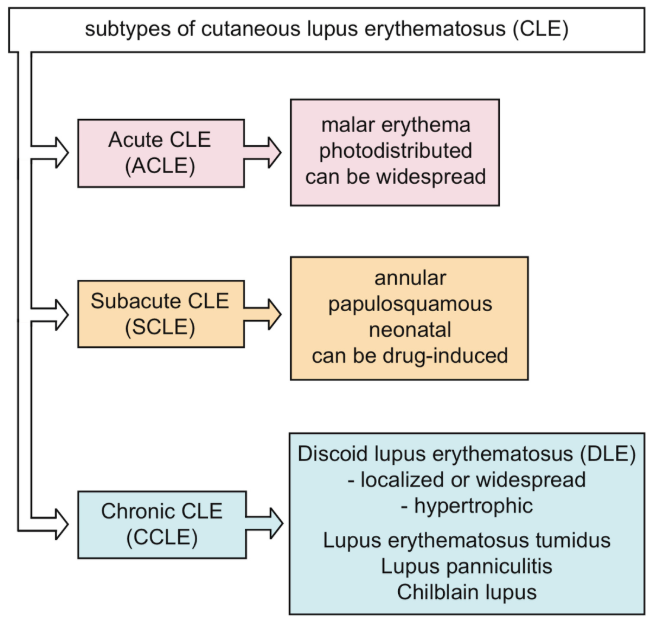 chronic cutaneous lupus erythematosus